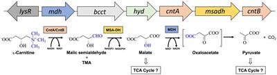 Biochemical and structural elucidation of the L-carnitine degradation pathway of the human pathogen Acinetobacter baumannii